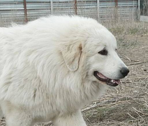 Большая пиренейская горная собака. Питомник "Зуриона".
Калинка.