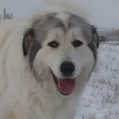 Большая пиренейская горная собака с отметинами волчьего окраса