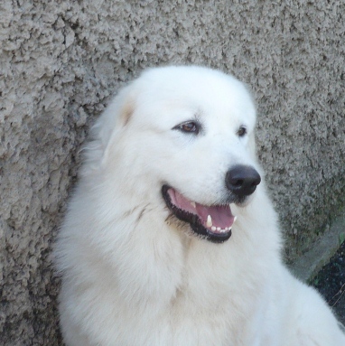 Пиренейская горная собака белого окраса