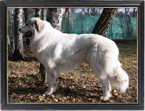 Большая пиренейская горная собака - Леон