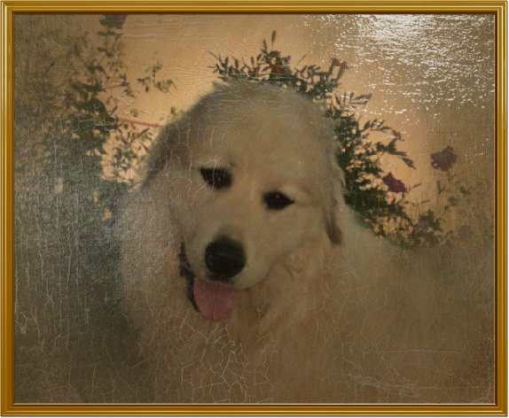 Большая пиренейскя горная собака Келвис