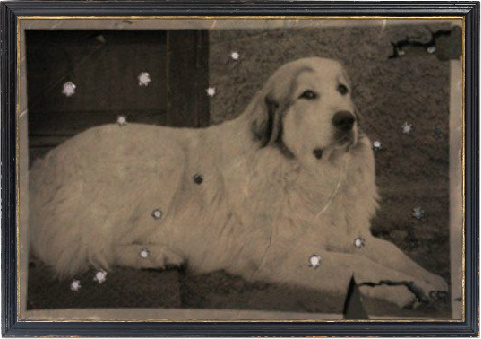 Большая пиренейская горная собака - Гриша