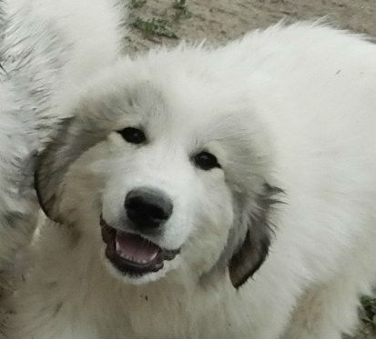 большая пиренейская горная собака, белая пушистая мохнатая добрая