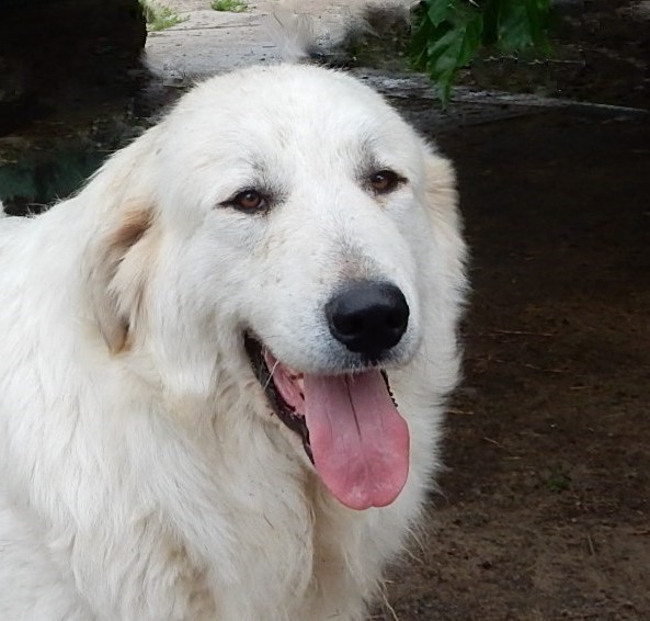 Большая пиренейская горная собака, питомник "Зуриона". 
Зуриона Леопарда.