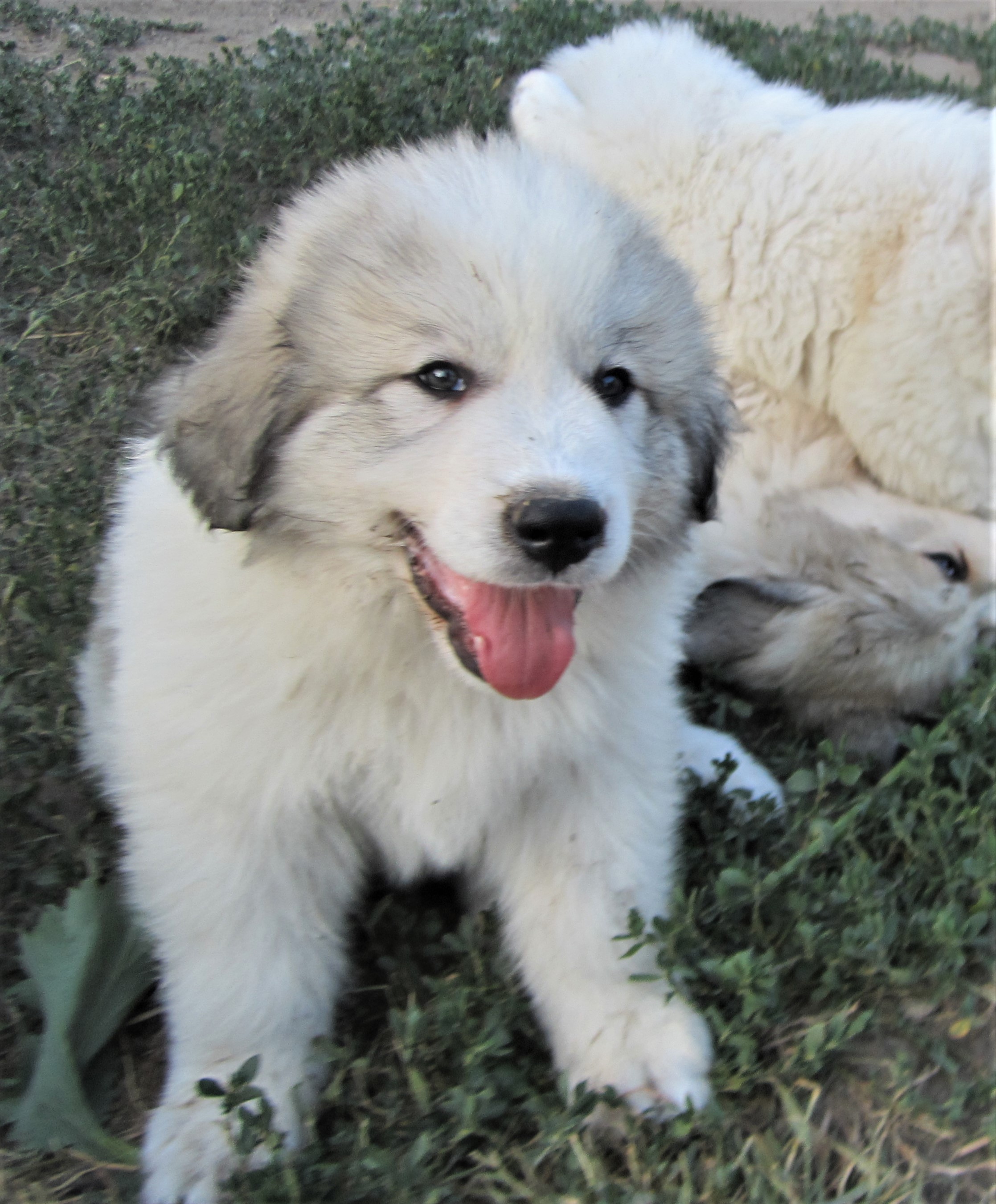 Пиренейская горная собака, щенок, питомник "Зуриона"