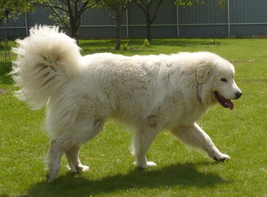 Пиренейская собака (волко-молосс)