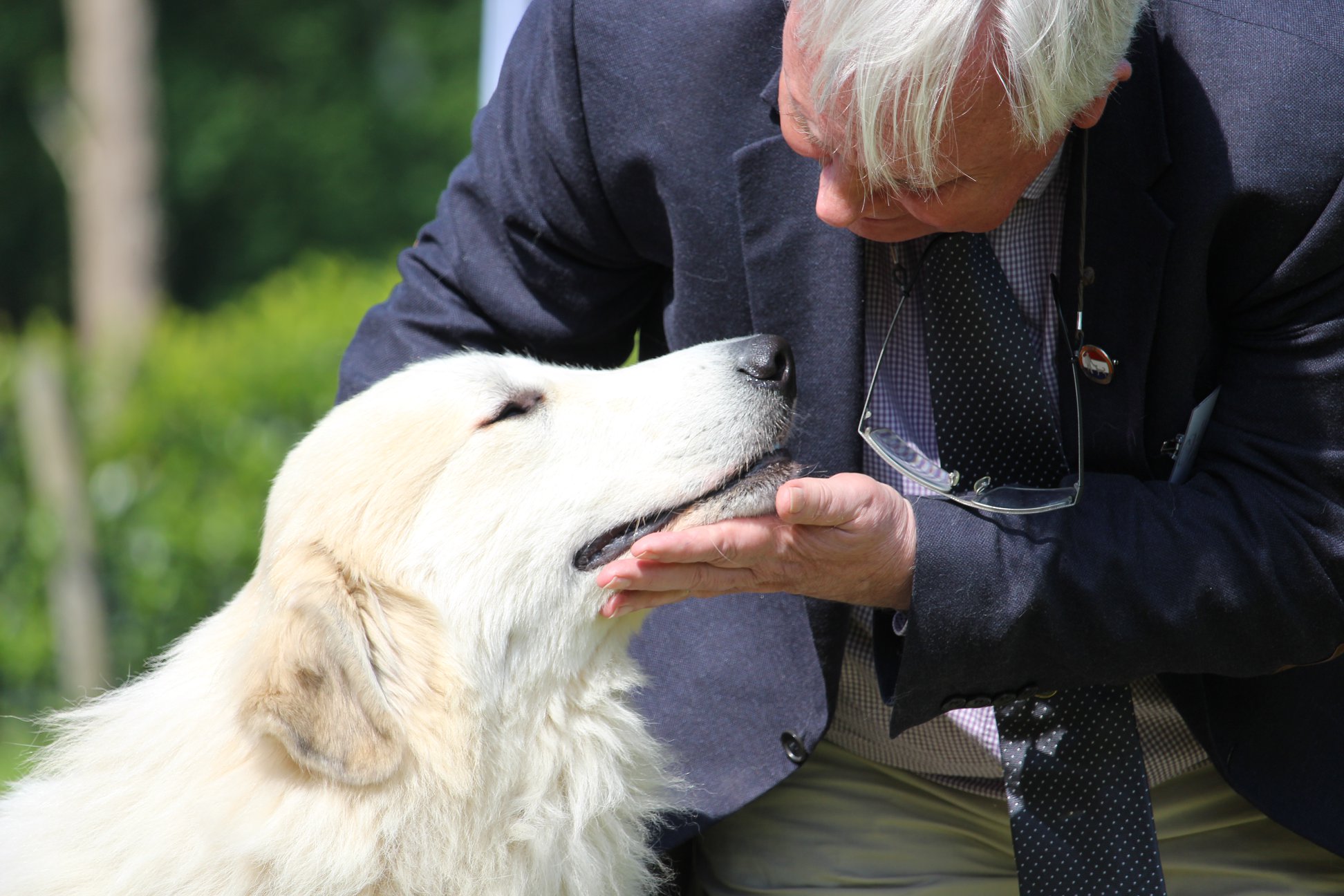 Эксперт Jan de Gids оценивает выражение глаз собаки на выставке. Фото Lucia Giraldi.