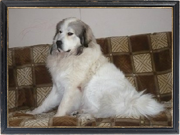 Большая пиренейская горная собака - Атлант